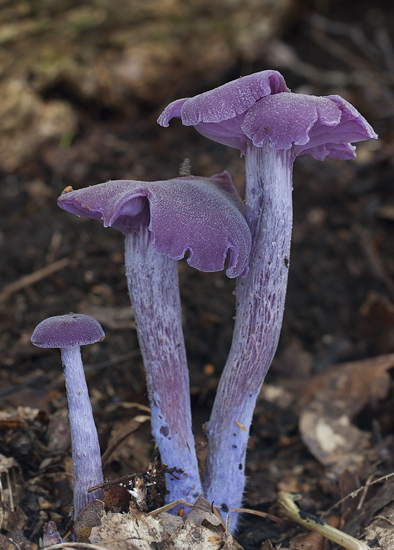 Laccaria amethystina